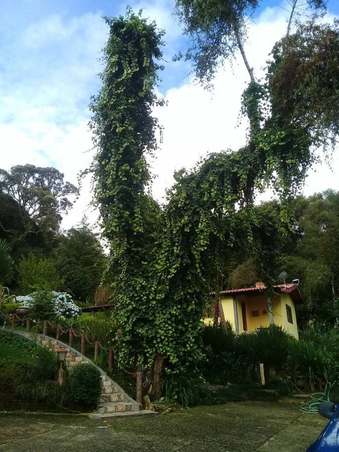 Raposa Da Montanha